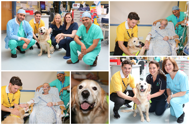 Therapy Dog ‘Cody’ makes his debut at Portiuncula University Hospital 